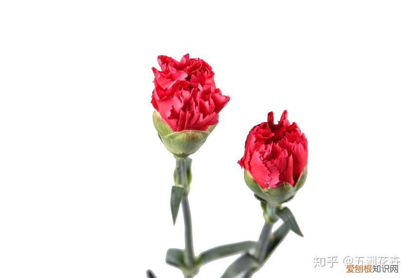花艺基础理论入门,花艺知识课堂丨做到这几点,人人都是买花养花专家