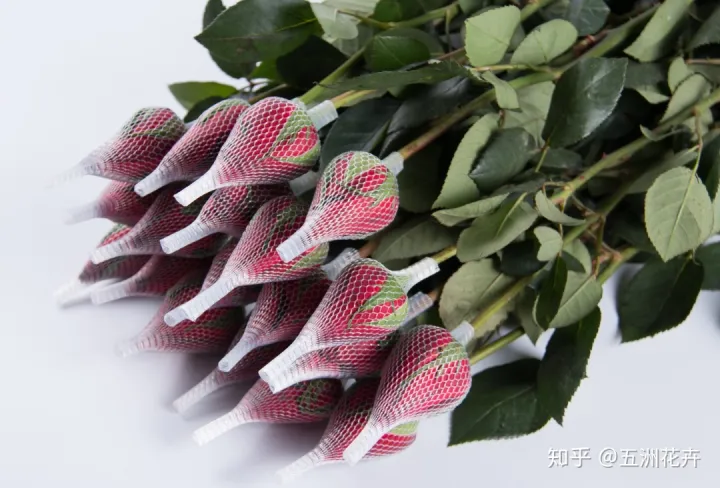 花艺基础理论入门,花艺知识课堂丨做到这几点,人人都是买花养花专家