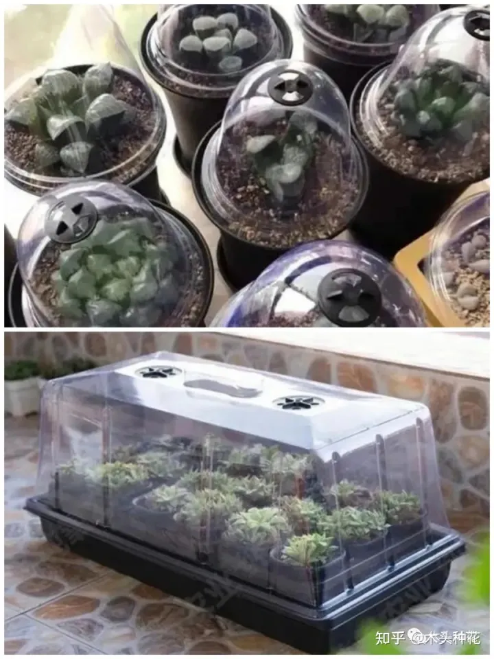 养花的八大问题,养花新手最容易忽略的因素!你中招了吗?