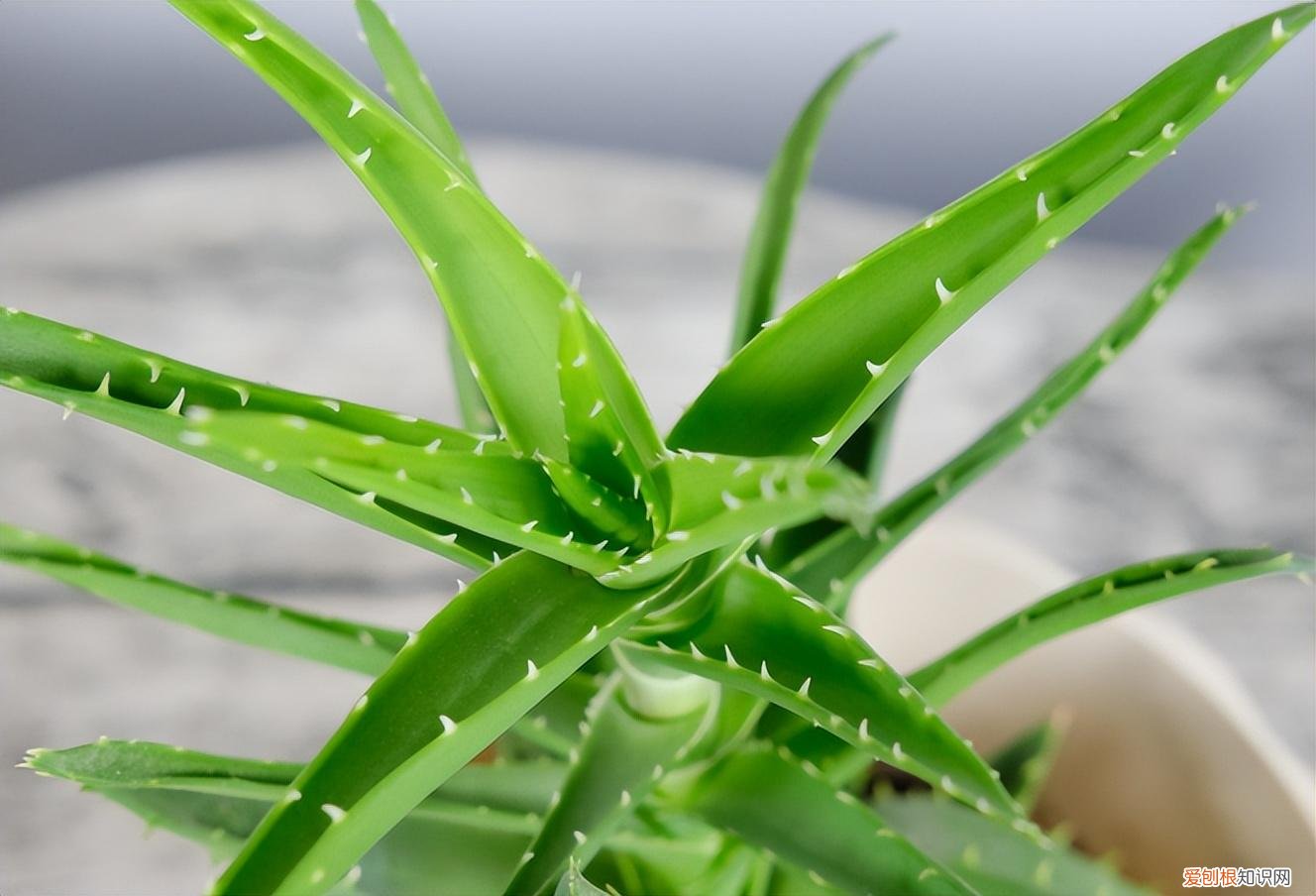 怎么样种植芦荟 盆栽芦荟的养殖方法,种植芦荟很简单,把握好这4点,轻松养殖更旺盛