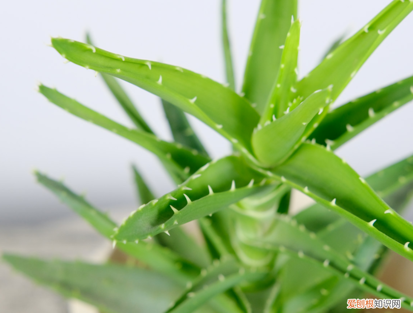 怎么样种植芦荟 盆栽芦荟的养殖方法,种植芦荟很简单,把握好这4点,轻松养殖更旺盛