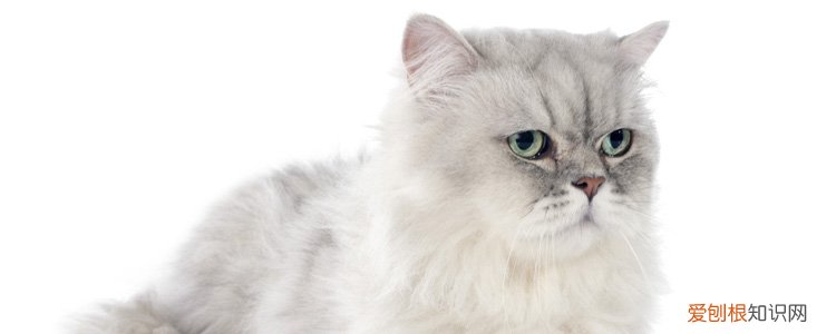 猫为什么老是有眼屎怎么回事,猫经常有眼屎怎么回事