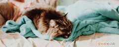 猫为什么总流眼泪有眼屎怎么回事，猫一直流眼泪有眼屎
