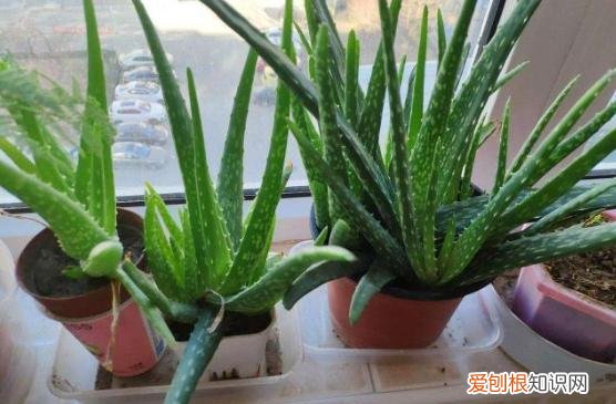 芦荟怎么养浇水多久一次有图,家中养芦荟,做好几点养护,一次冒出十个芽,蹭蹭挤爆盆