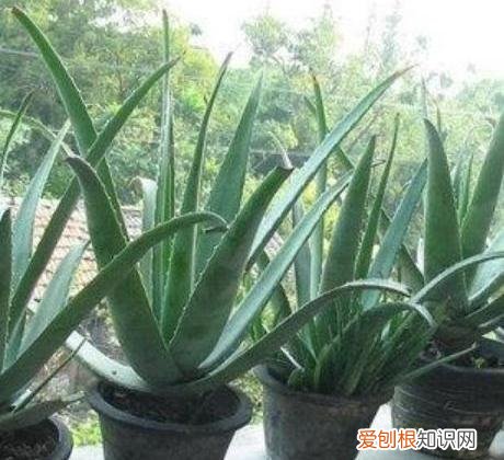 芦荟怎么养浇水多久一次有图,家中养芦荟,做好几点养护,一次冒出十个芽,蹭蹭挤爆盆