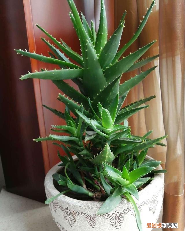 芦荟长得太长了,可以修剪吗,芦荟懒养才行,做“3点”,长得更快,侧芽更多,一棵变成几十棵
