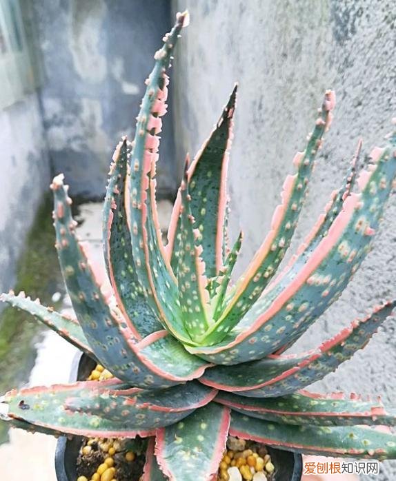芦荟可以浇叶子吗,养芦荟掌握浇水“小技巧”,老叶不干瘪,新叶新芽“蹭蹭冒”