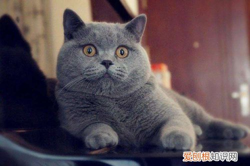 蓝猫为什么这几天老是吐,三个月的蓝猫为什么会吐