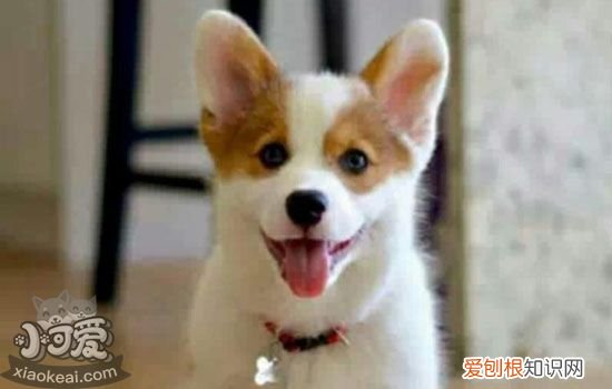 柯基如何训练,柯基训练的最佳时间,柯基多久开始训练