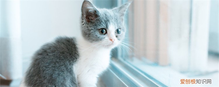 猫为什么打嗝时抽搐,猫像打嗝一样抽了几下