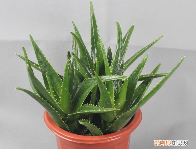 芦荟叶子能做肥料吗,养芦荟,就要做好“这几点”,叶肥芽多,还能美容止痒,家中必备