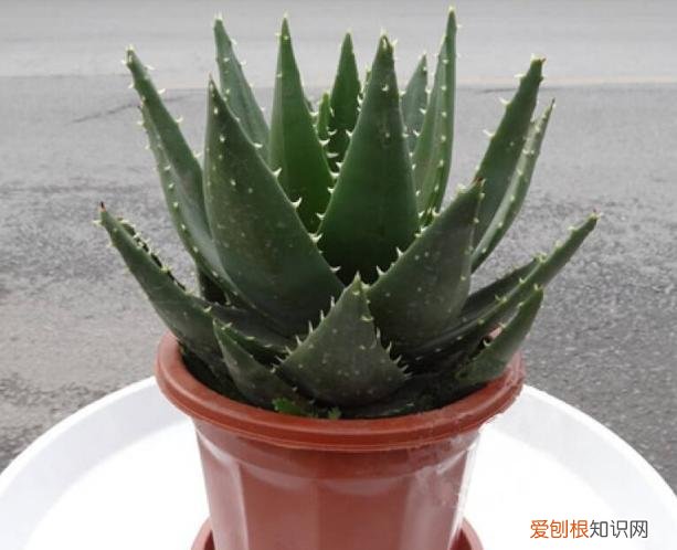 芦荟叶子能做肥料吗,养芦荟,就要做好“这几点”,叶肥芽多,还能美容止痒,家中必备