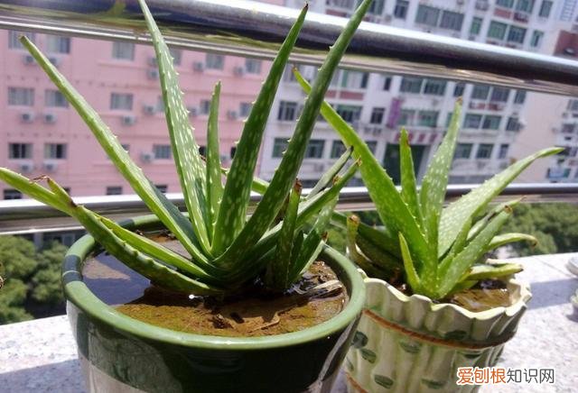 芦荟叶子能做肥料吗,养芦荟,就要做好“这几点”,叶肥芽多,还能美容止痒,家中必备