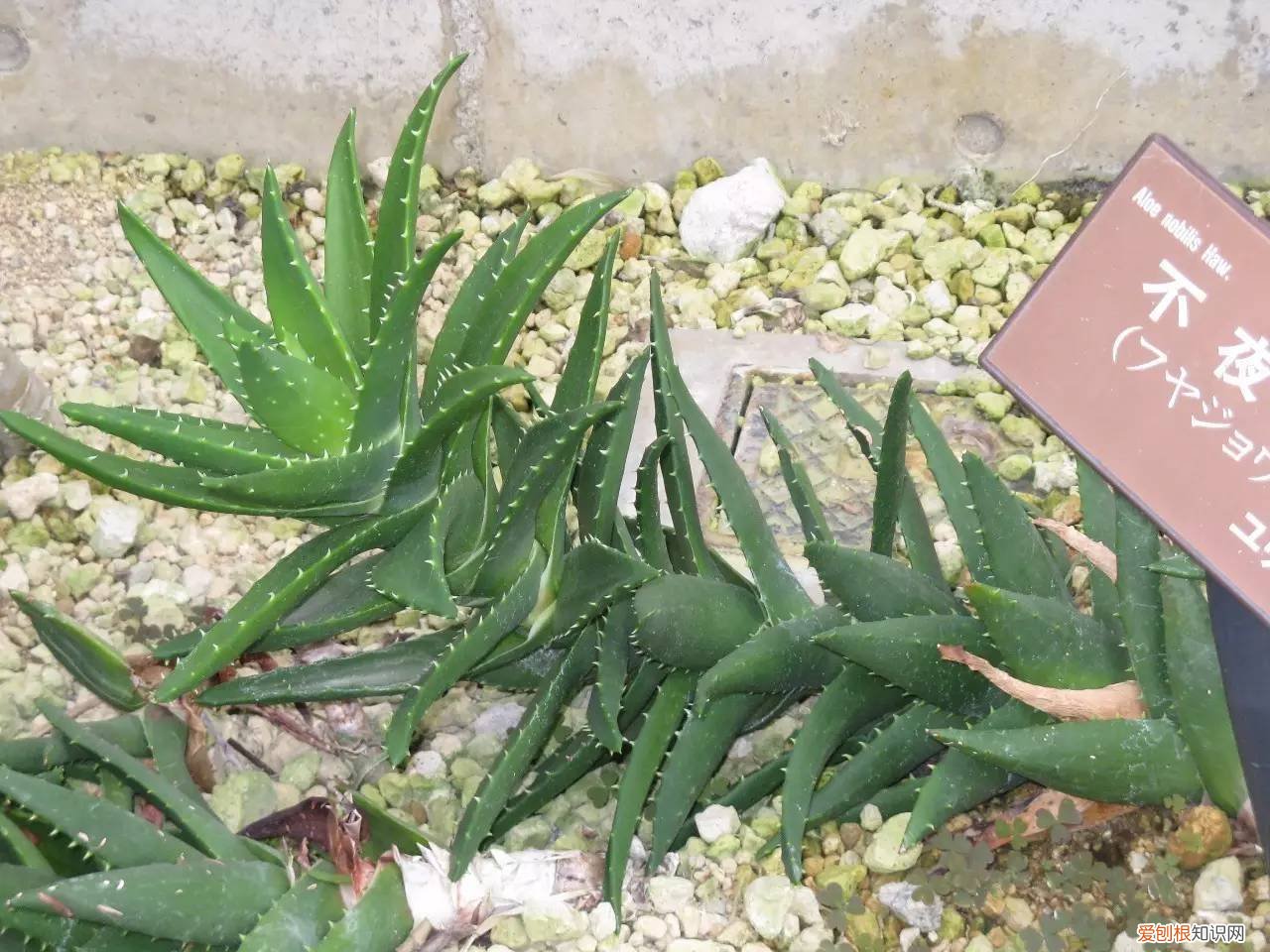 芦荟断根了可以养吗图片,芦荟就得这么养,做好这5点不烂根烂茎,不用太费心就能长爆盆