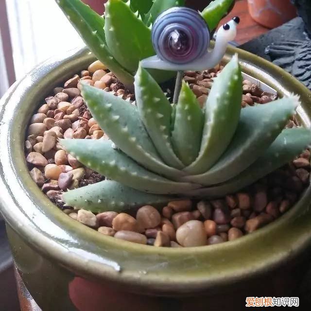 芦荟断根了可以养吗图片,芦荟就得这么养,做好这5点不烂根烂茎,不用太费心就能长爆盆