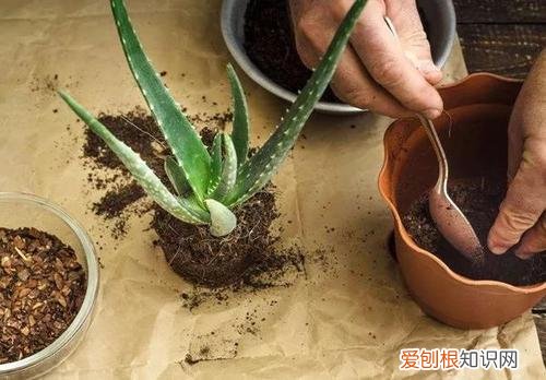 芦荟如何长侧芽图片,养好芦荟,“4个方面”别忽略,侧芽多,叶片大,长爆盆,能开花