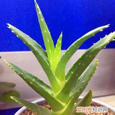 芦荟如何长侧芽图片,养好芦荟,“4个方面”别忽略,侧芽多,叶片大,长爆盆,能开花