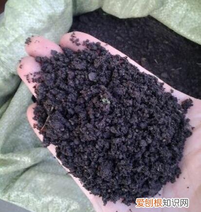芦荟如何长侧芽图片,养好芦荟,“4个方面”别忽略,侧芽多,叶片大,长爆盆,能开花