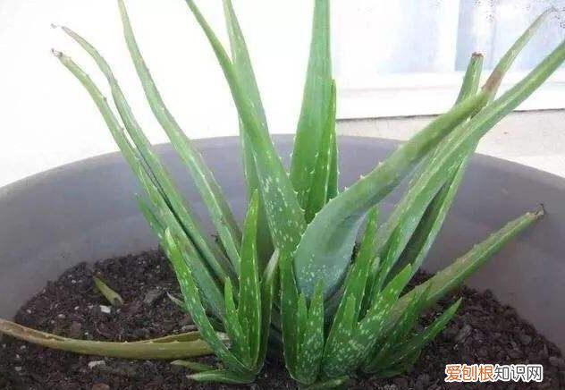 芦荟如何长侧芽图片,养好芦荟,“4个方面”别忽略,侧芽多,叶片大,长爆盆,能开花