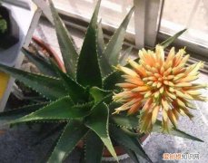 芦荟如何长侧芽图片，养好芦荟，“4个方面”别忽略，侧芽多，叶片大，长爆盆，能开花