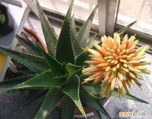 芦荟如何长侧芽图片,养好芦荟,“4个方面”别忽略,侧芽多,叶片大,长爆盆,能开花