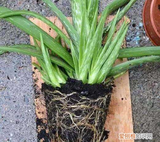 芦荟如何长侧芽图片,养好芦荟,“4个方面”别忽略,侧芽多,叶片大,长爆盆,能开花