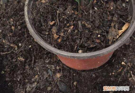 芦荟如何长侧芽图片,养好芦荟,“4个方面”别忽略,侧芽多,叶片大,长爆盆,能开花