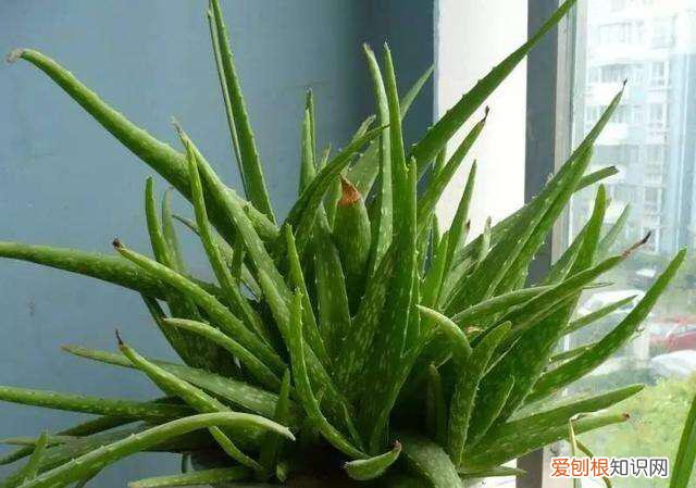芦荟如何长侧芽图片,养好芦荟,“4个方面”别忽略,侧芽多,叶片大,长爆盆,能开花