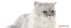猫为什么长耳螨会传染人吗，猫的耳螨会传染给人吗?