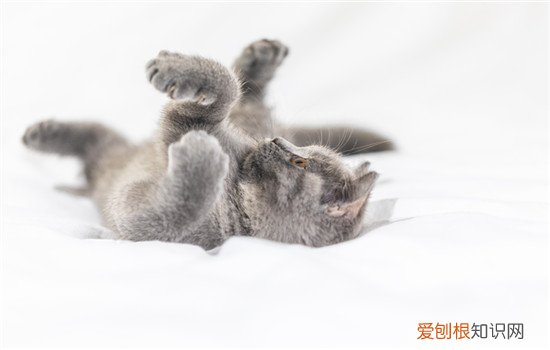 小猫为什么会容易得耳螨,小猫为什么会容易得耳螨虫