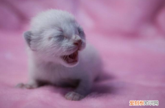 小猫为什么抽搐死，小猫为什么抽搐死亡原因