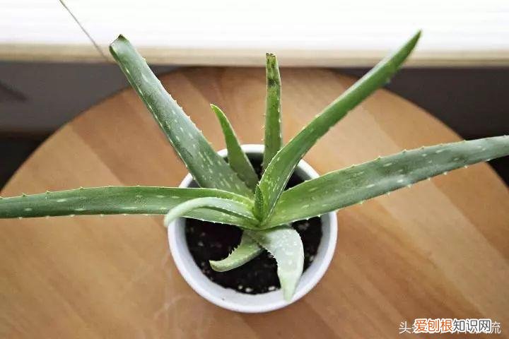栽芦荟有哪些注意事项,想要让芦荟生长繁殖更好的6个技巧,这样养芦荟特容易开花