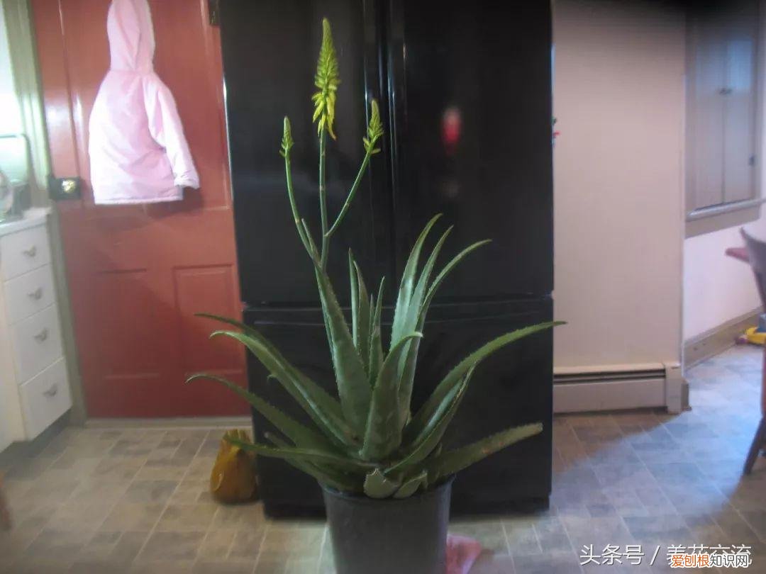 栽芦荟有哪些注意事项,想要让芦荟生长繁殖更好的6个技巧,这样养芦荟特容易开花