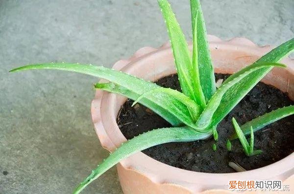 栽芦荟有哪些注意事项,想要让芦荟生长繁殖更好的6个技巧,这样养芦荟特容易开花