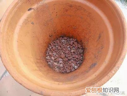 栽芦荟有哪些注意事项,想要让芦荟生长繁殖更好的6个技巧,这样养芦荟特容易开花