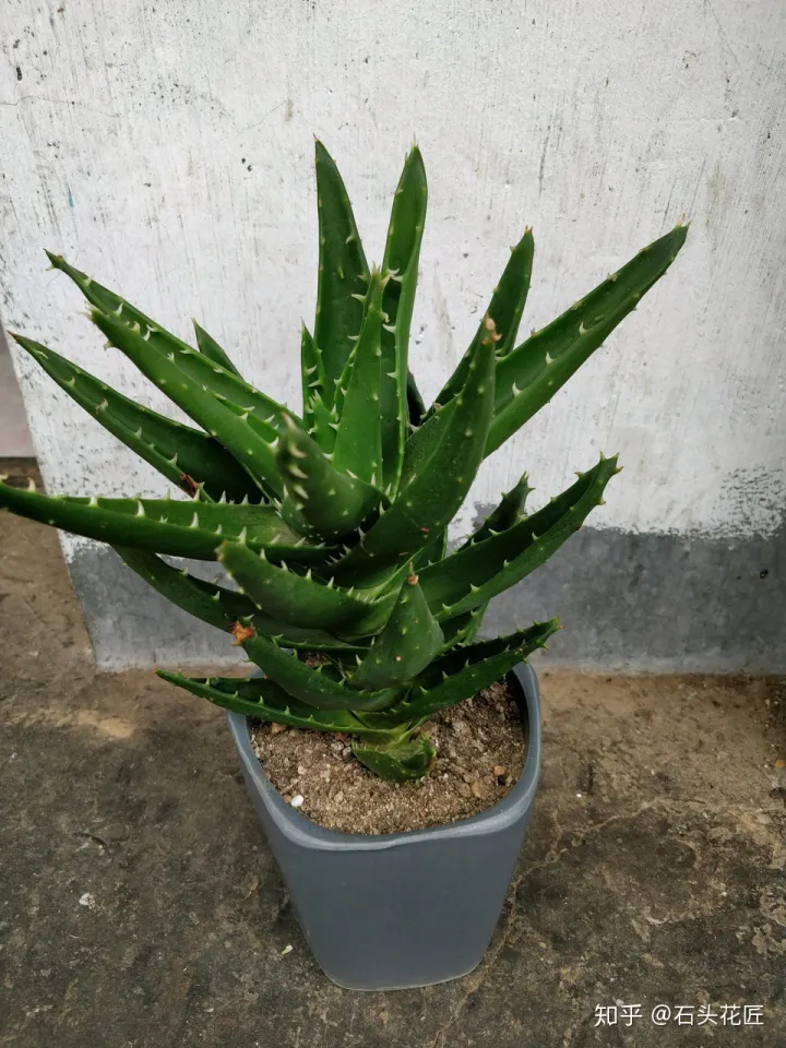 芦荟从新栽盆,养芦荟学“3招”,花盆里冒出“1圈”新芽,不爆盆都难!