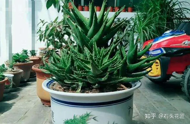 芦荟从新栽盆,养芦荟学“3招”,花盆里冒出“1圈”新芽,不爆盆都难!