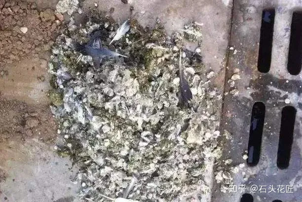 芦荟从新栽盆,养芦荟学“3招”,花盆里冒出“1圈”新芽,不爆盆都难!