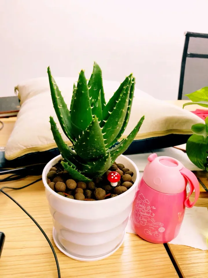 芦荟养殖方法与技巧,一波花卉:芦荟怎么养?芦荟养殖方法
