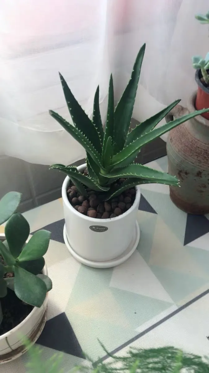 芦荟养殖方法与技巧,一波花卉:芦荟怎么养?芦荟养殖方法