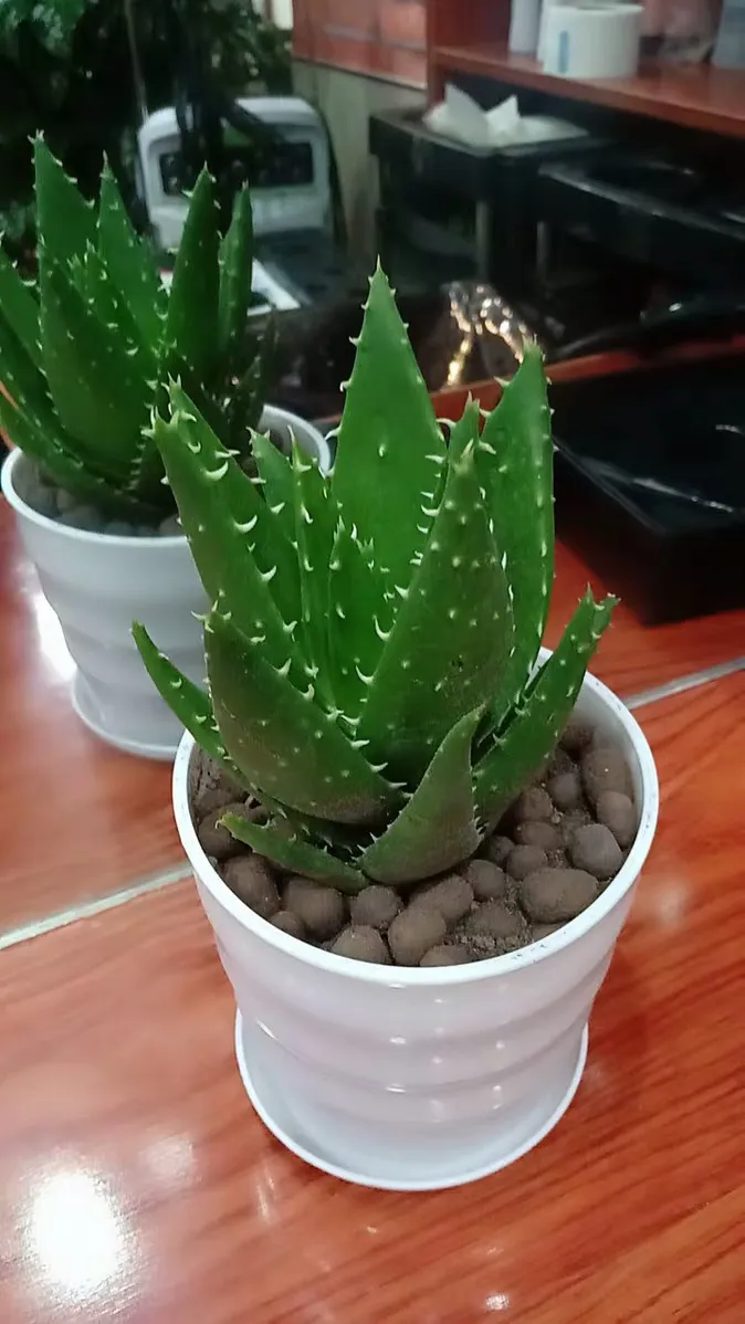 芦荟养殖方法与技巧,一波花卉:芦荟怎么养?芦荟养殖方法