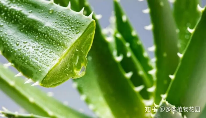 芦荟怎么养才会更茂盛,芦荟怎么养护才会让植株叶片更加翠绿