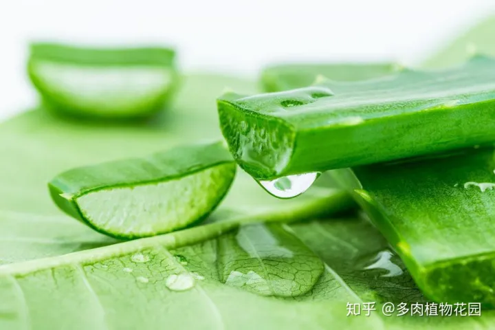 芦荟怎么养才会更茂盛,芦荟怎么养护才会让植株叶片更加翠绿