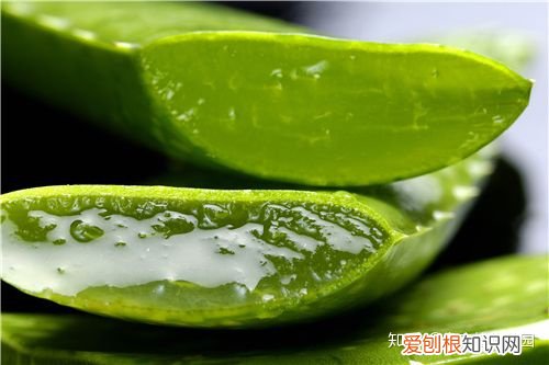 芦荟怎么养才会更茂盛,芦荟怎么养护才会让植株叶片更加翠绿
