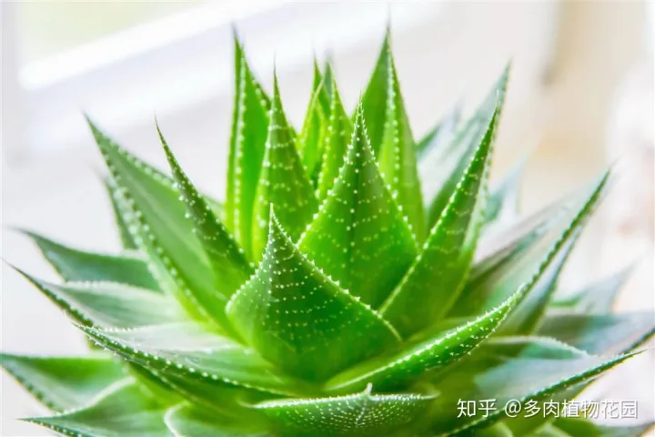 芦荟怎么养才会更茂盛,芦荟怎么养护才会让植株叶片更加翠绿