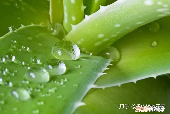 芦荟怎么养才会更茂盛,芦荟怎么养护才会让植株叶片更加翠绿