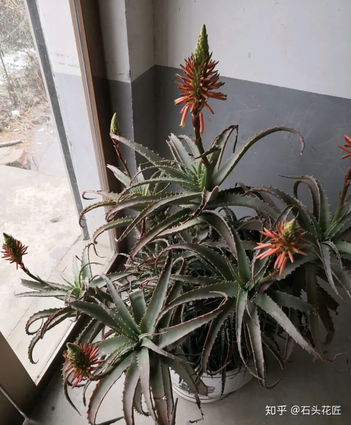 哪种芦荟能开花,没见过芦荟开花?选择1个品种,学会3个方法,养2年就开花