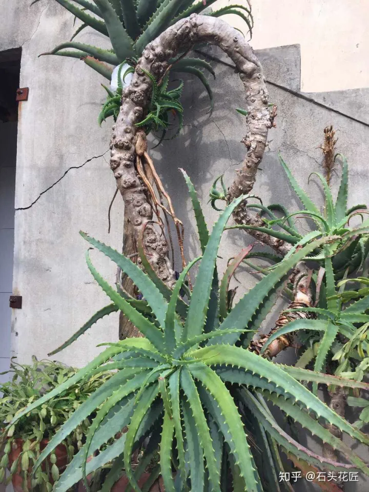 哪种芦荟能开花,没见过芦荟开花?选择1个品种,学会3个方法,养2年就开花