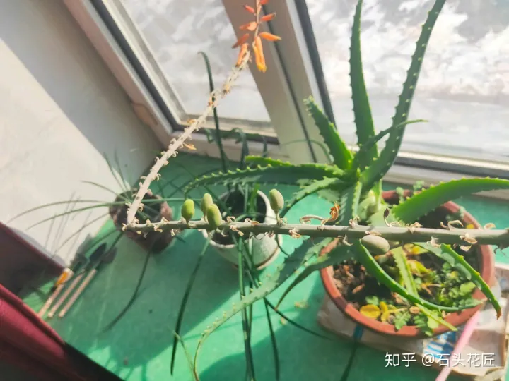 哪种芦荟能开花,没见过芦荟开花?选择1个品种,学会3个方法,养2年就开花