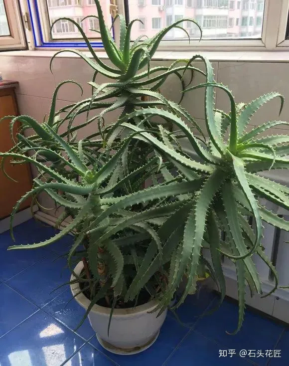 哪种芦荟能开花,没见过芦荟开花?选择1个品种,学会3个方法,养2年就开花
